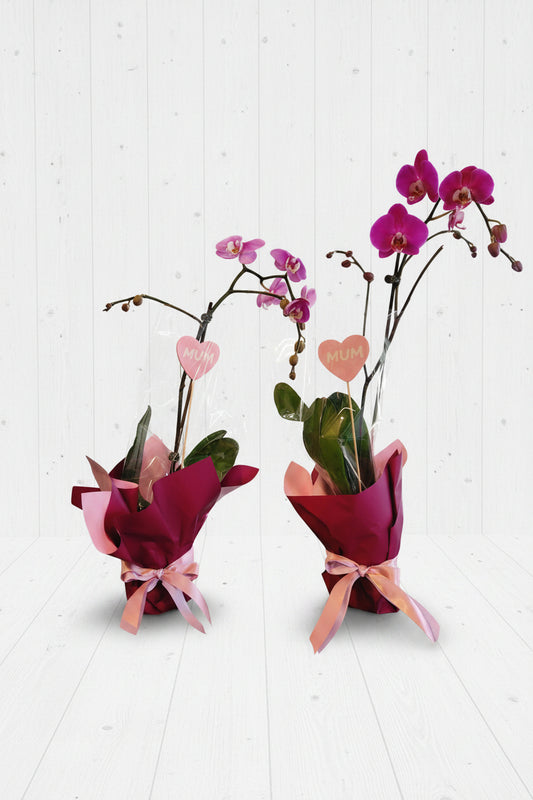 Orchid plants