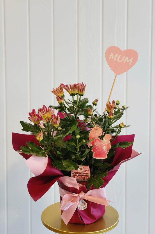 Blushing Beauty Chrysanthemum Plant